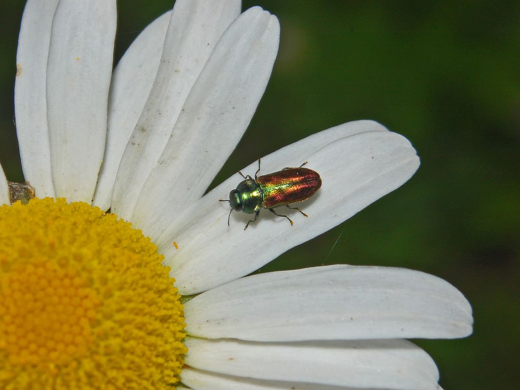 Anthaxia thalassophila (Buprestidae)